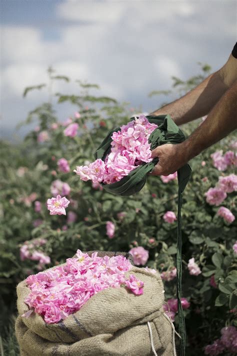 casis chanel flower field|Exploring the field.